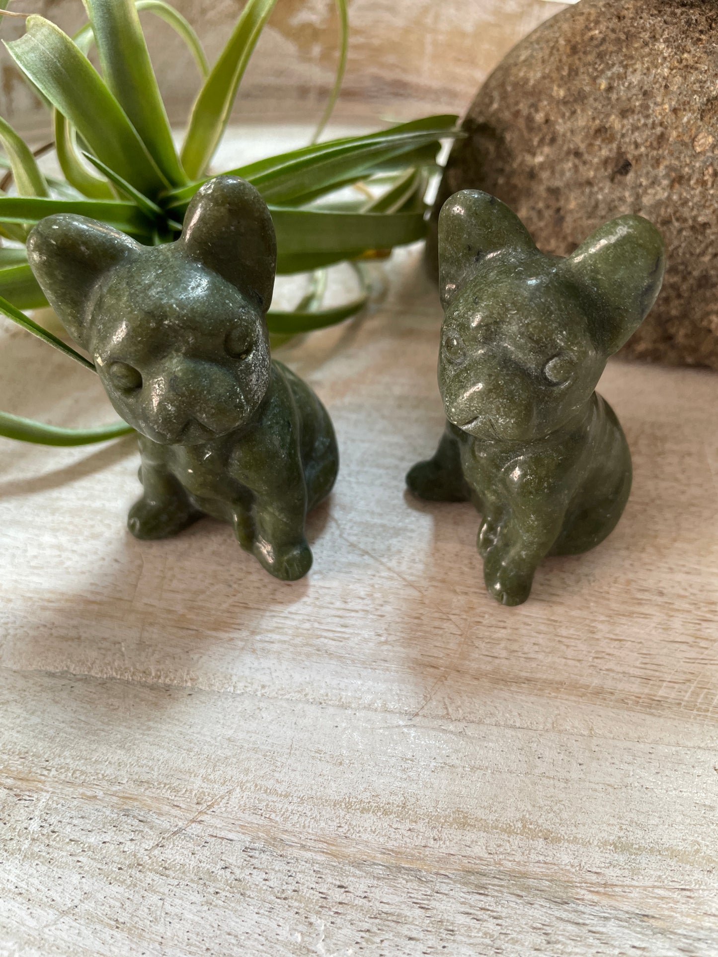 Jade French Bulldog