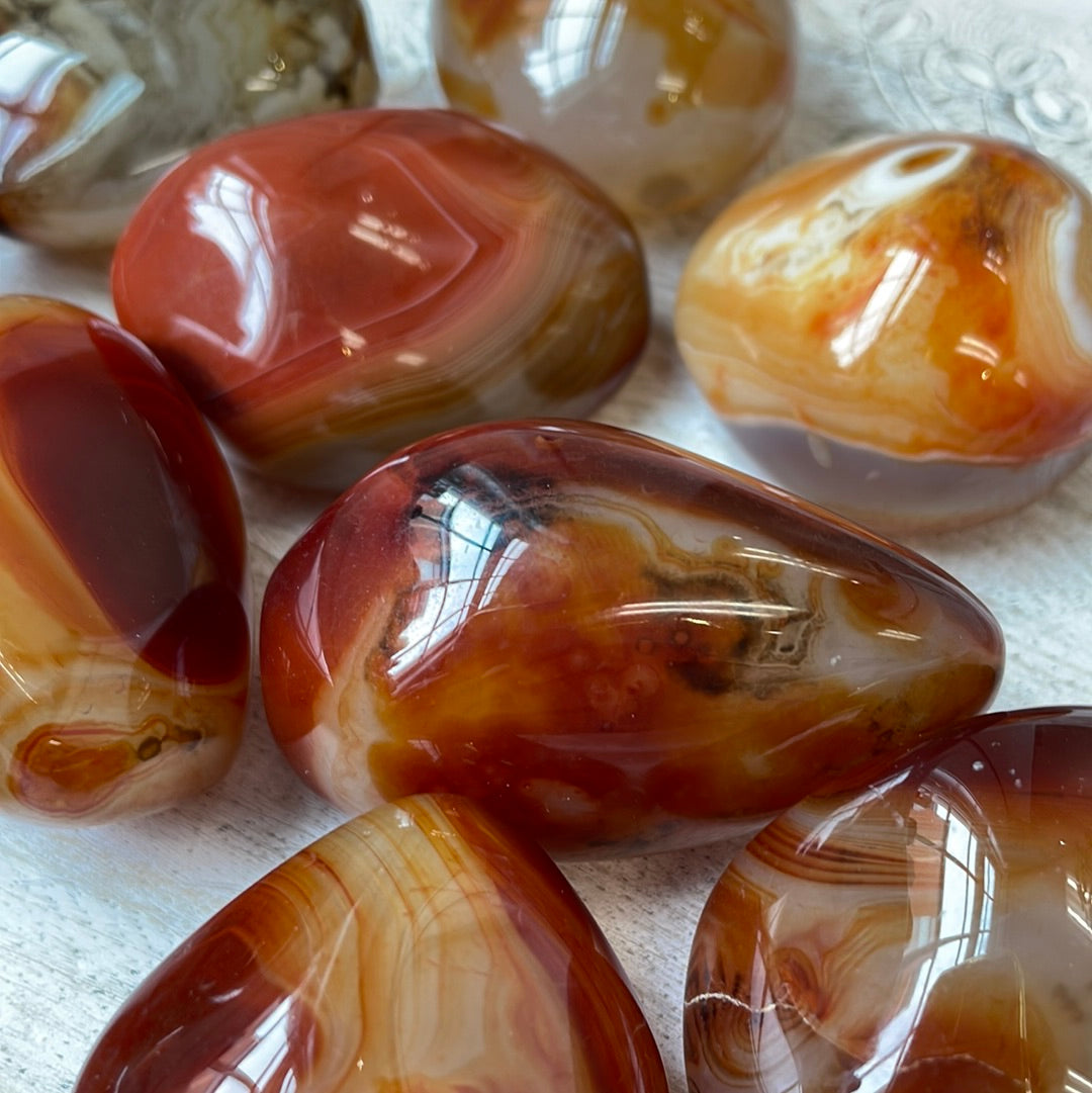 Carnelian Puffy Palm