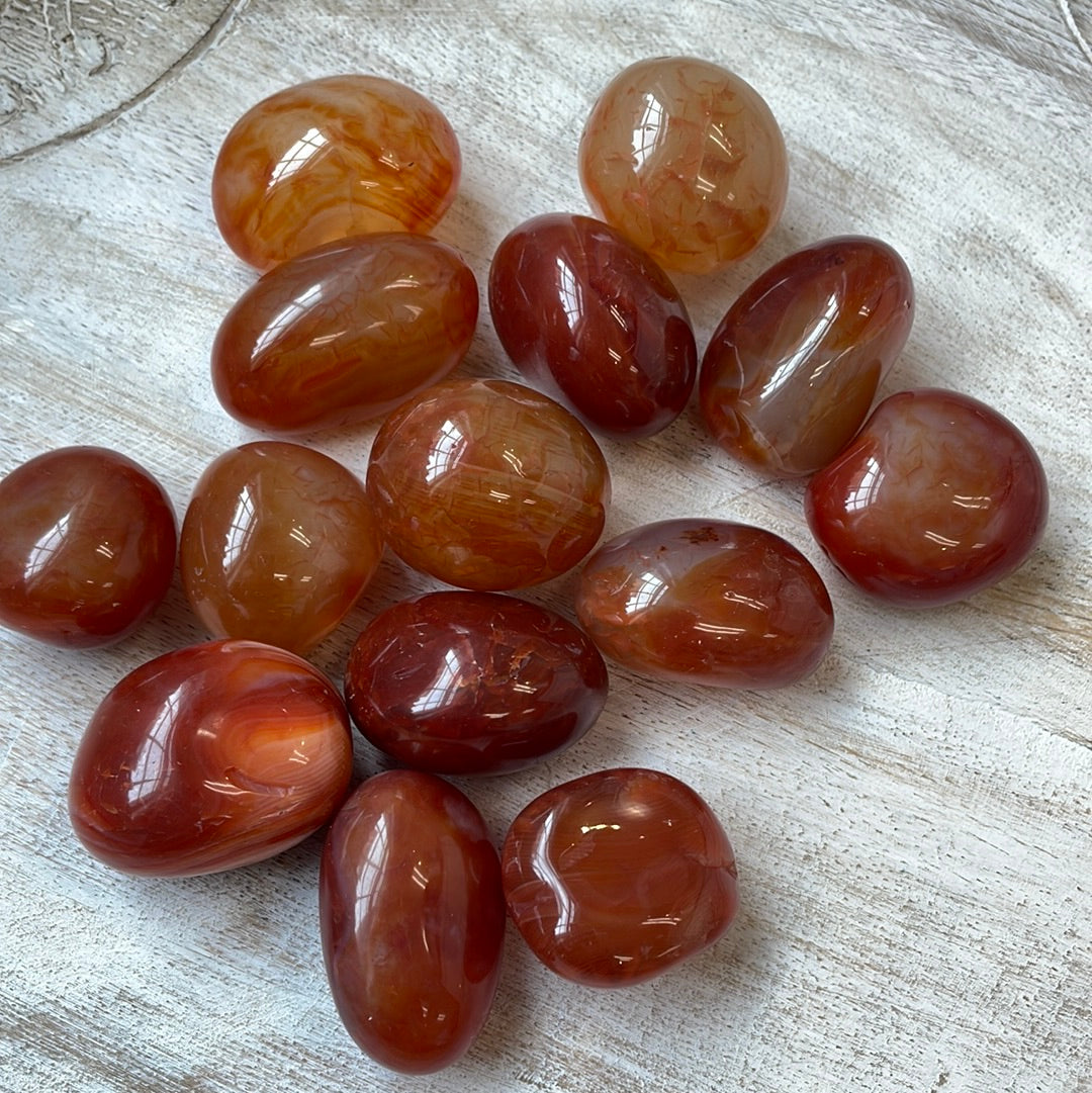 Carnelian Puffy Palm