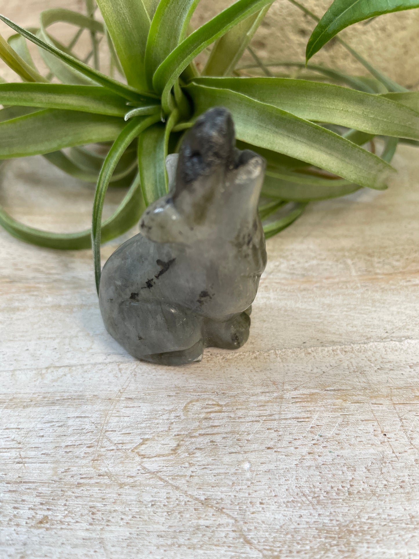 Labradorite Wolf