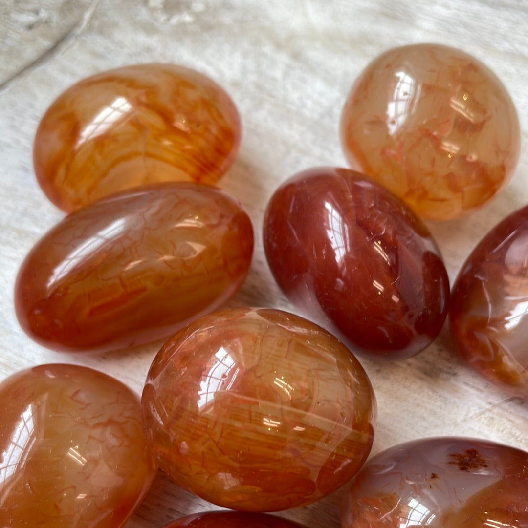 Carnelian Puffy Palm