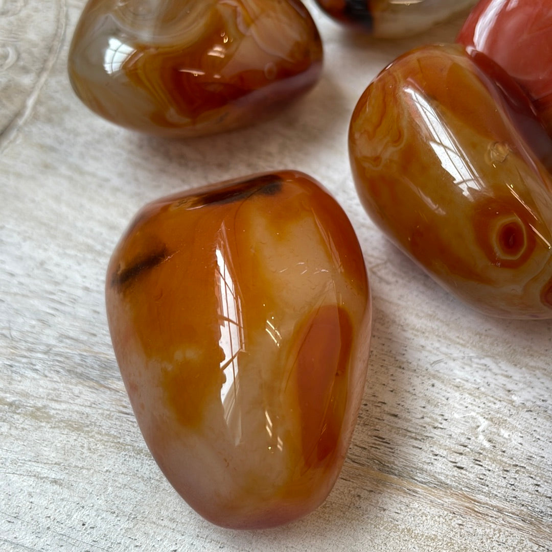 Carnelian Puffy Palm