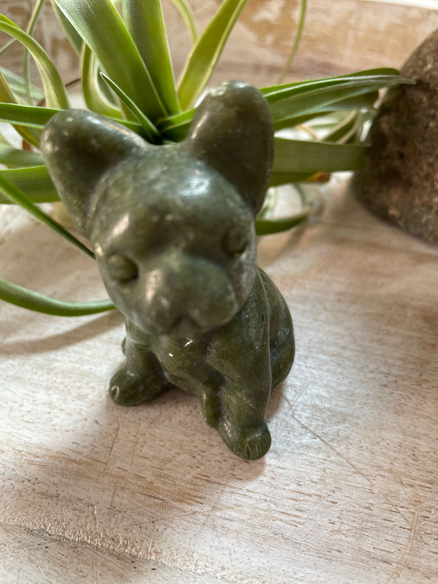 Jade French Bulldog