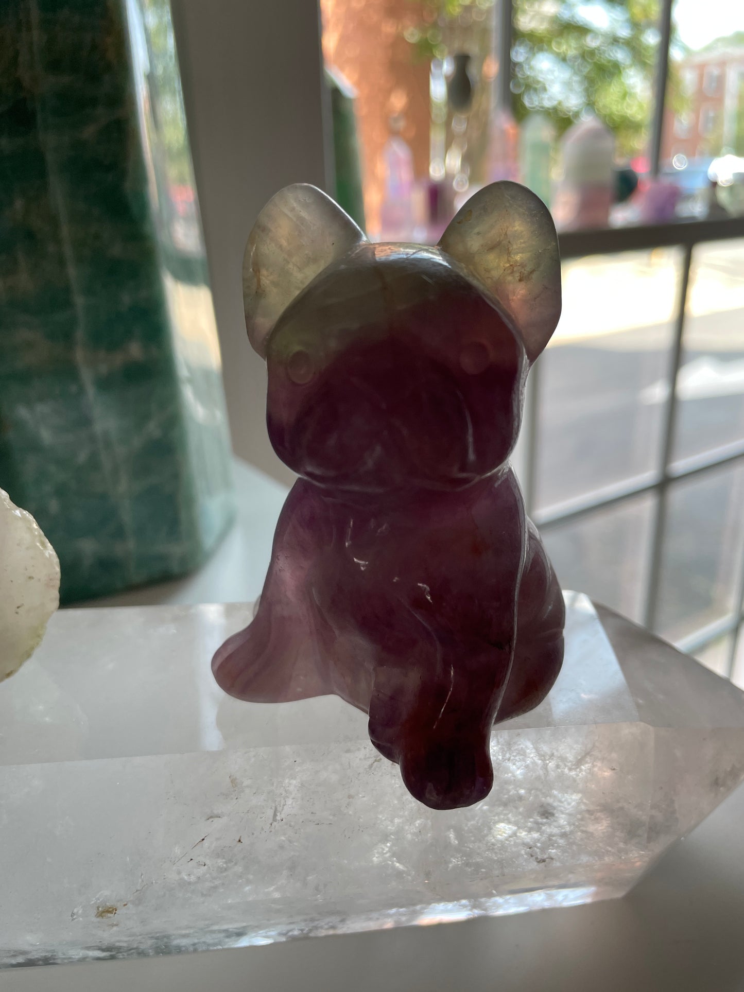 Fluorite French Bulldogs