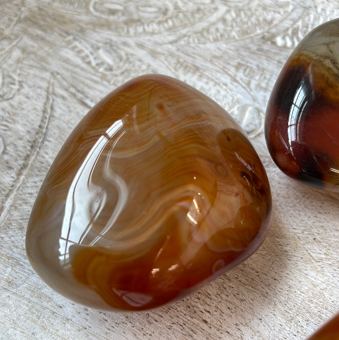Carnelian Puffy Palm