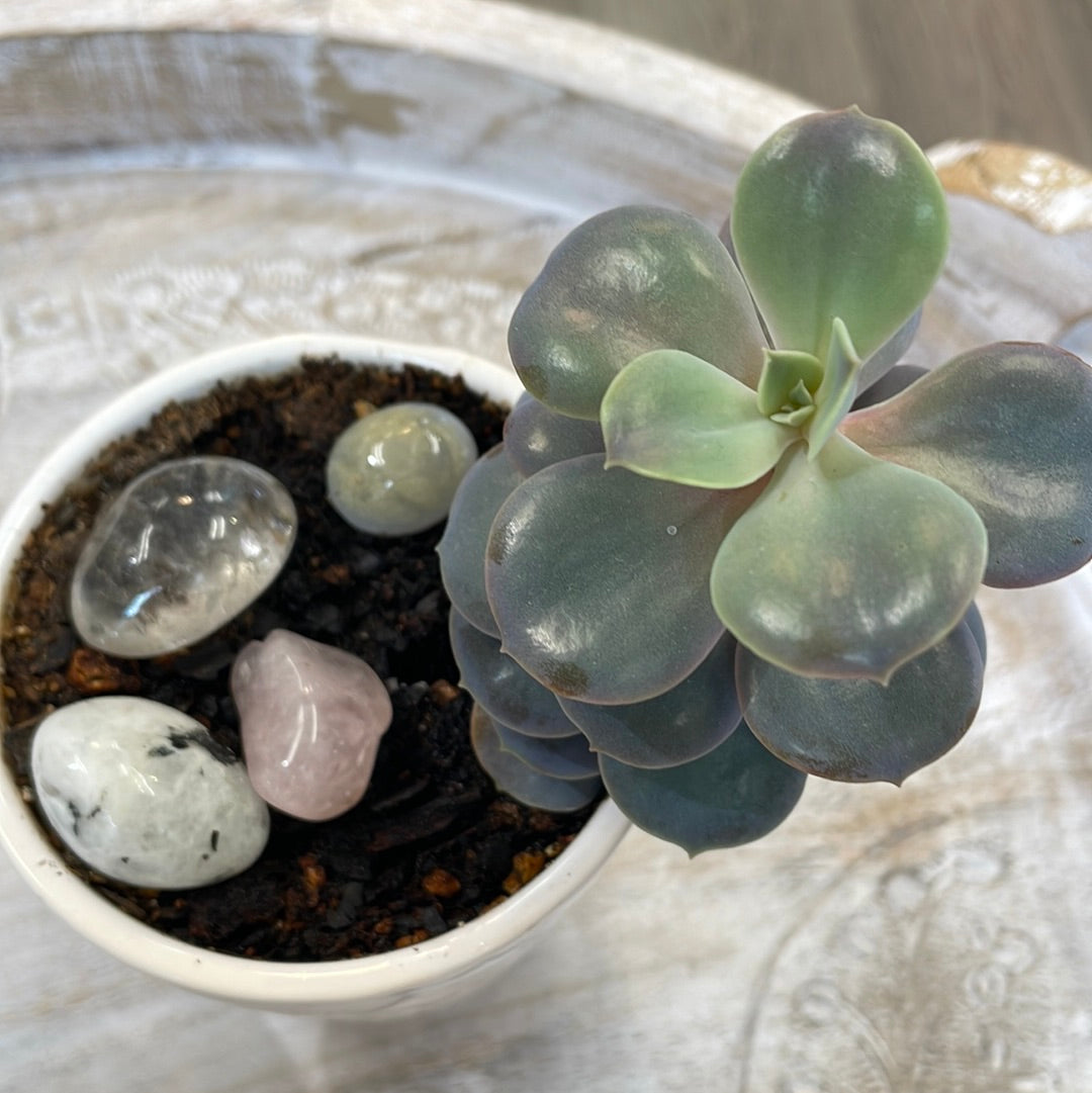 Succulent