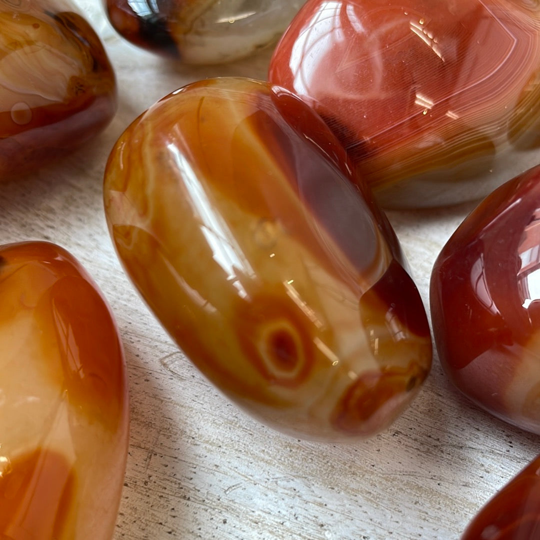 Carnelian Puffy Palm