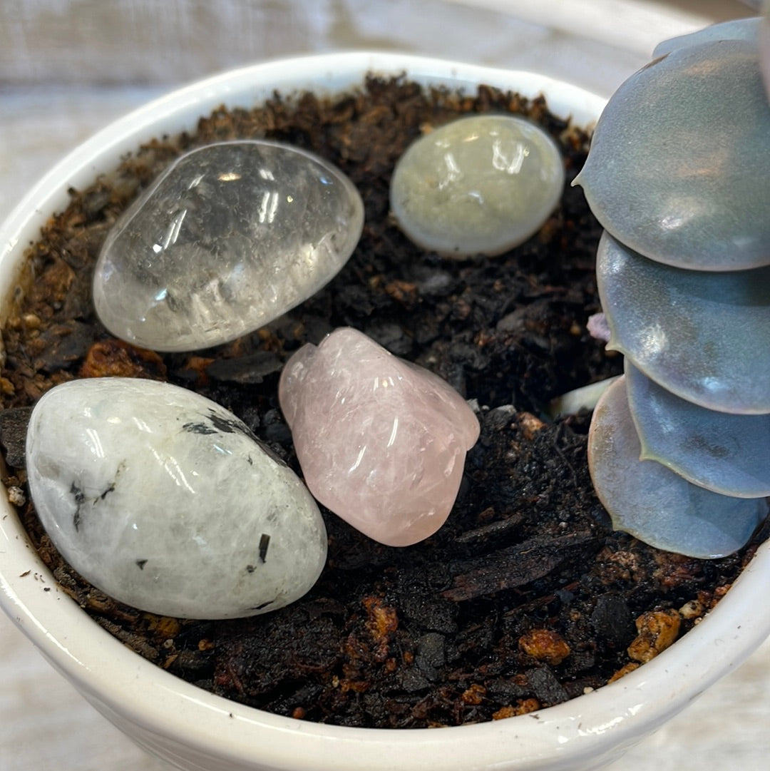 Succulent