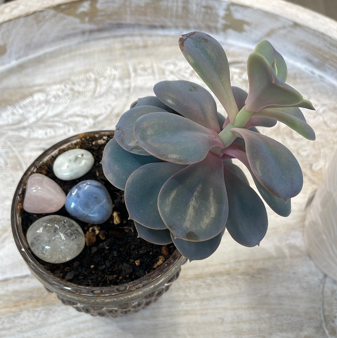 Succulent