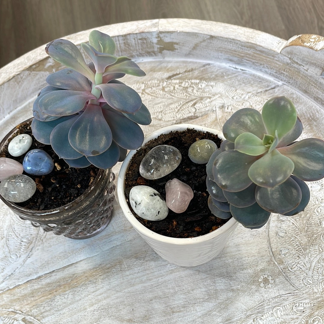 Succulent