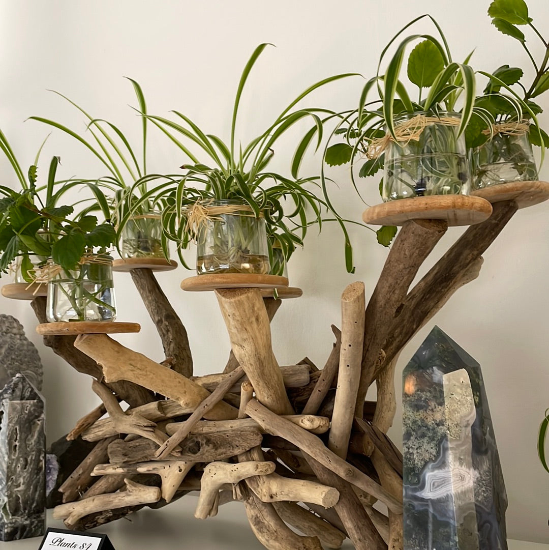 Plant in Jar