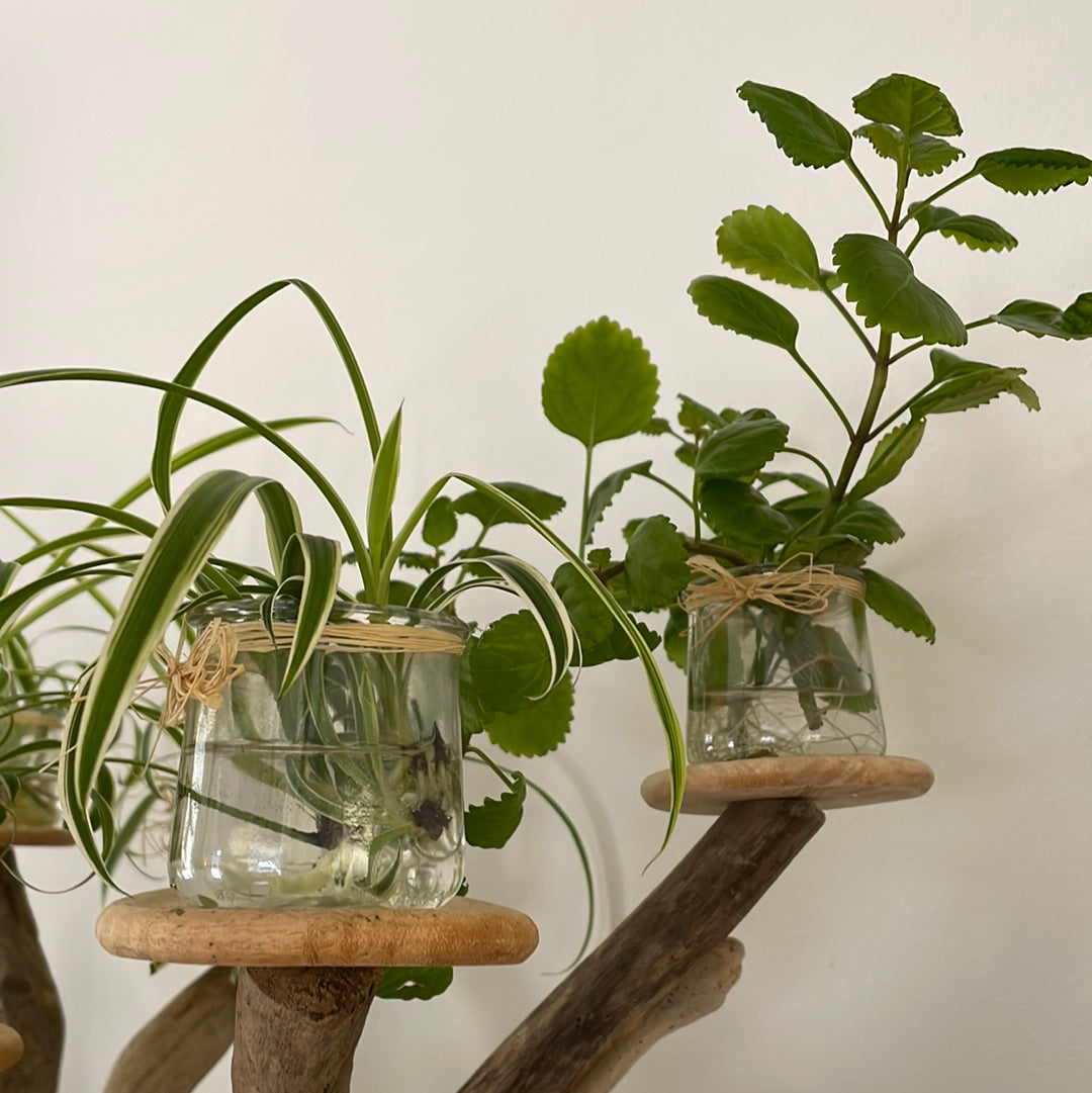 Plant in Jar