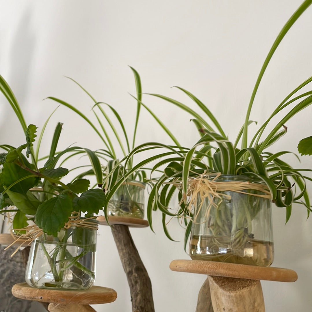 Plant in Jar