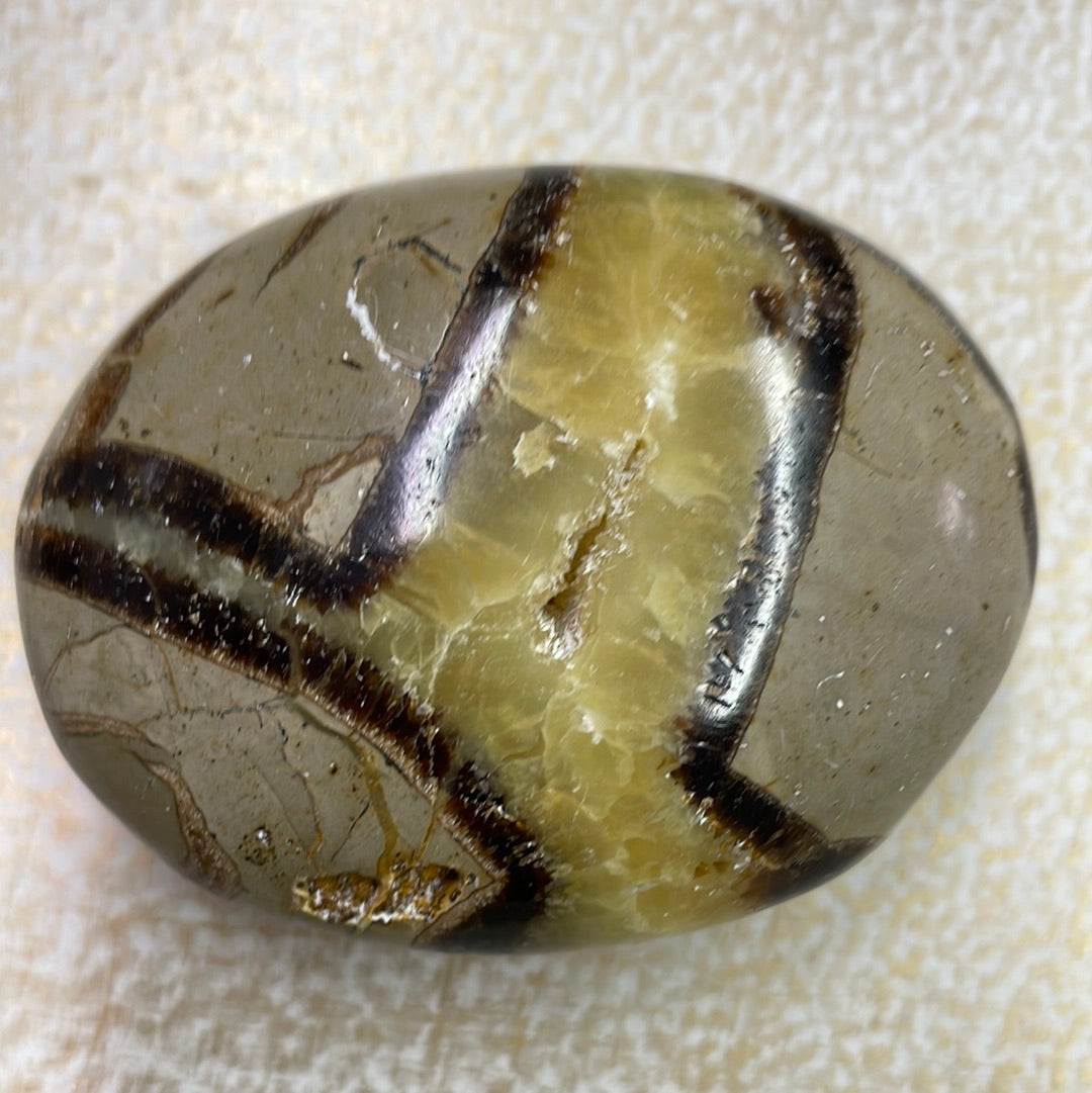 Septarian Palm