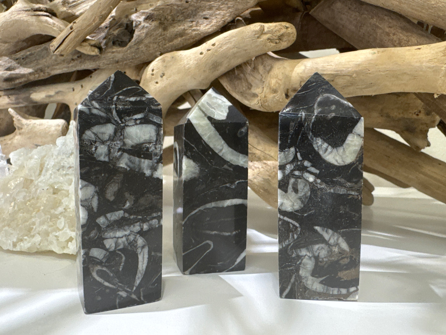 Shell Fossil