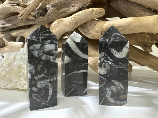 Shell Fossil