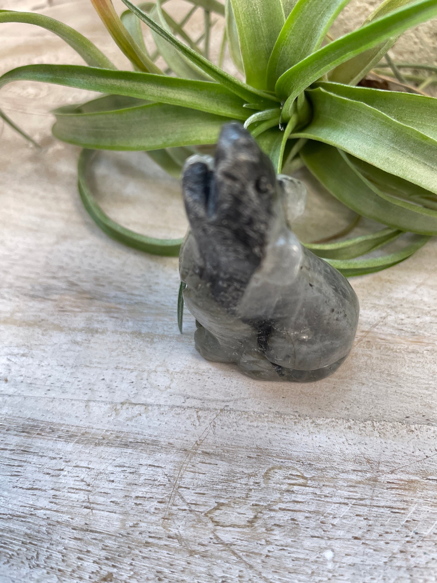Labradorite Wolf