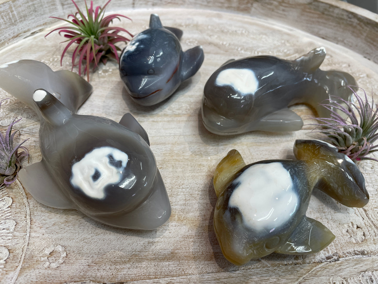 Orca Agate Whale