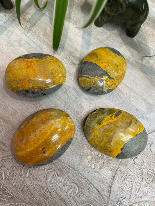 Bumblebee Jasper