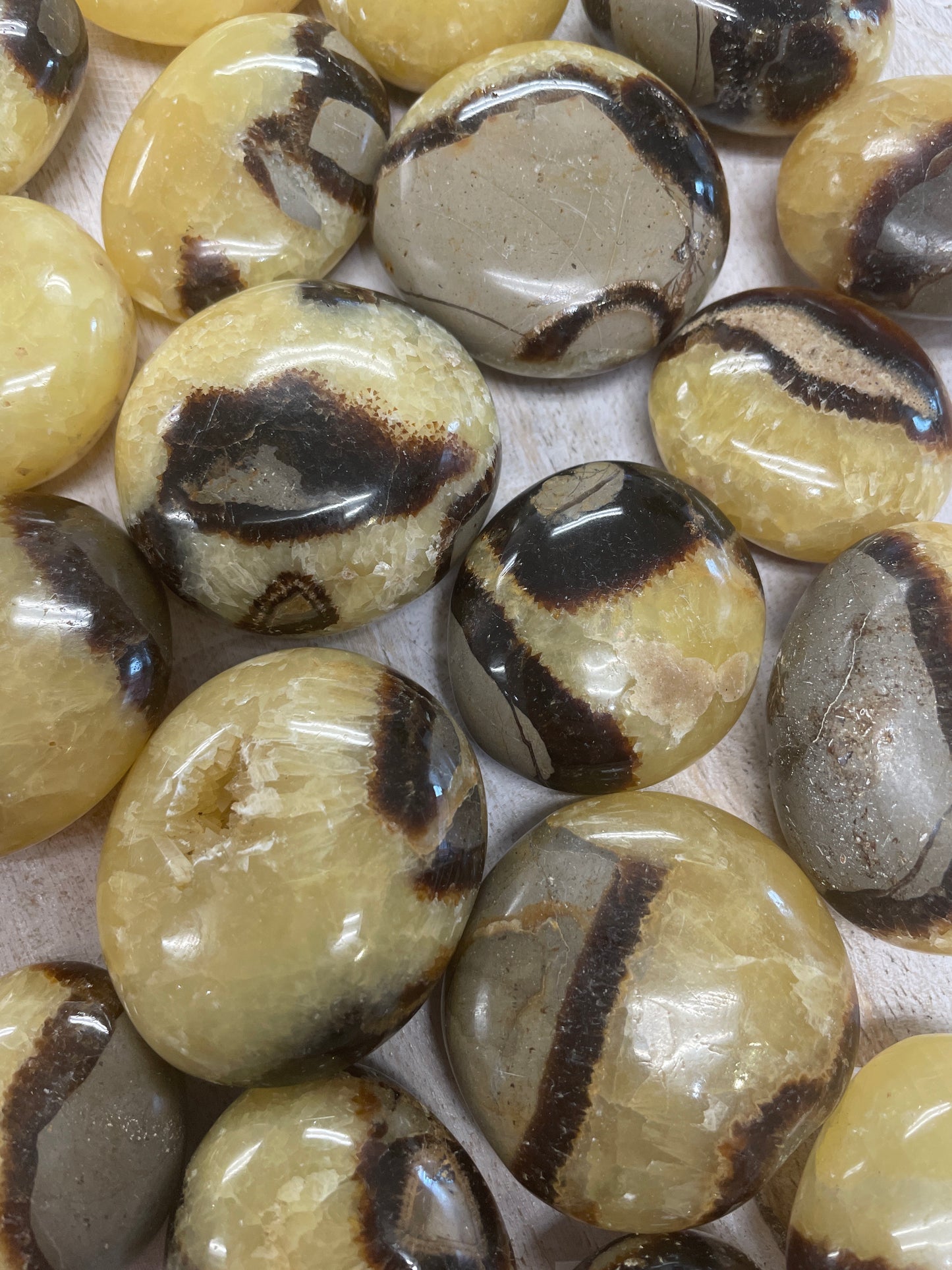 Septarian Palm