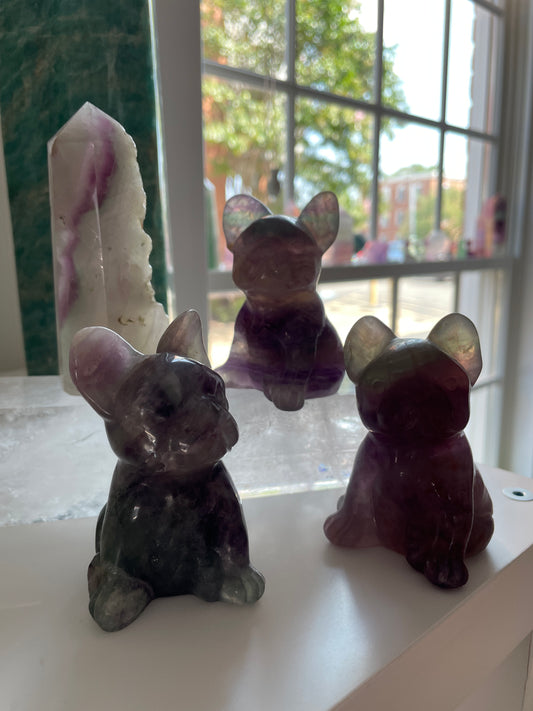 Fluorite French Bulldogs