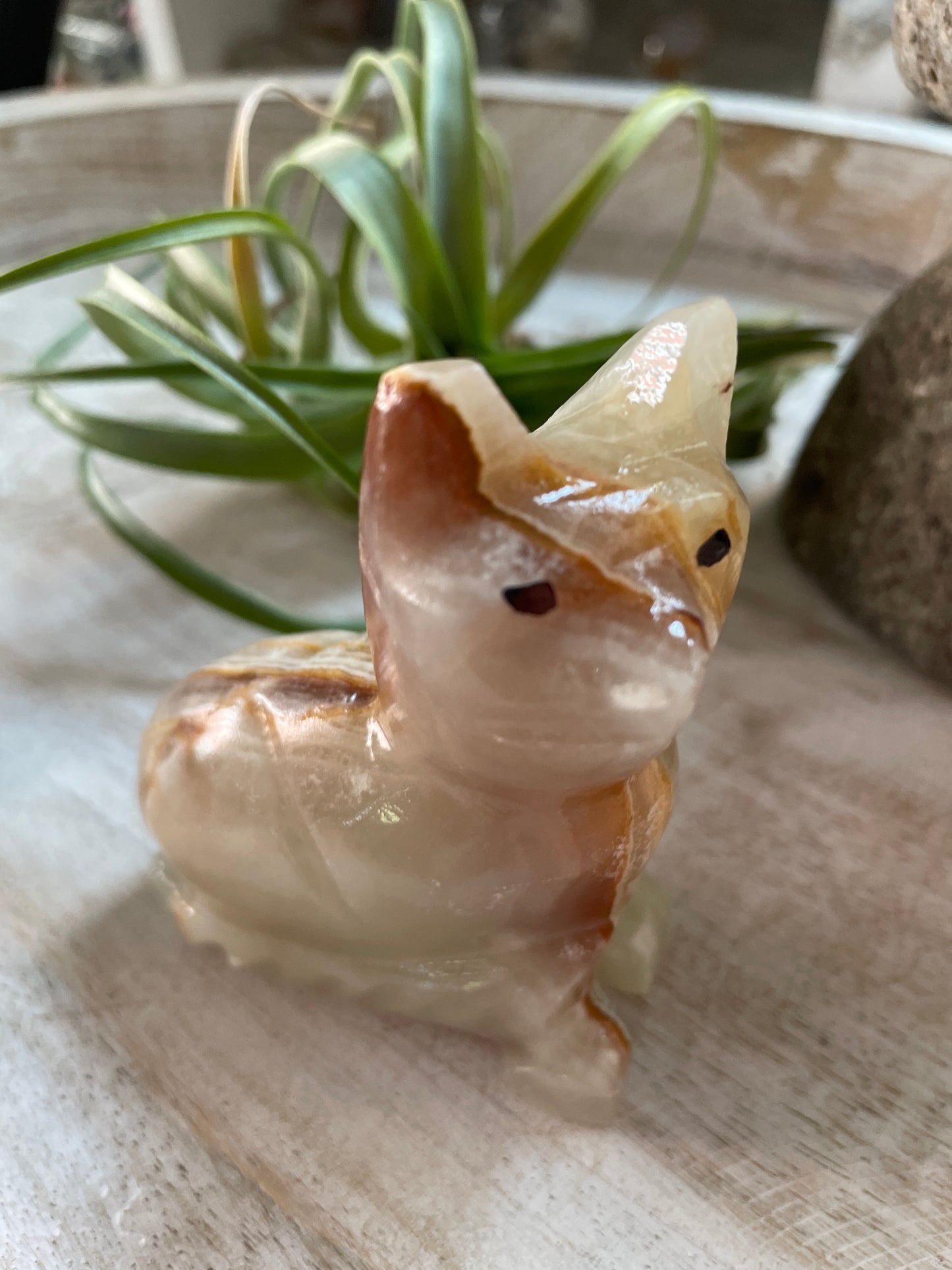 Onyx Cat